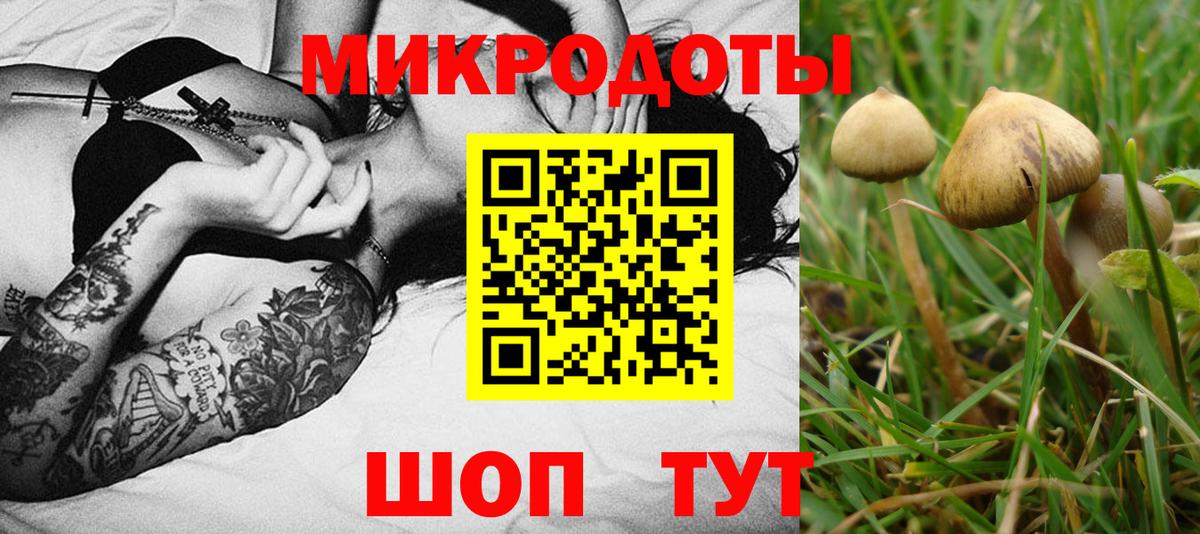 Галлюциногенные грибы Psilocybe Майкоп